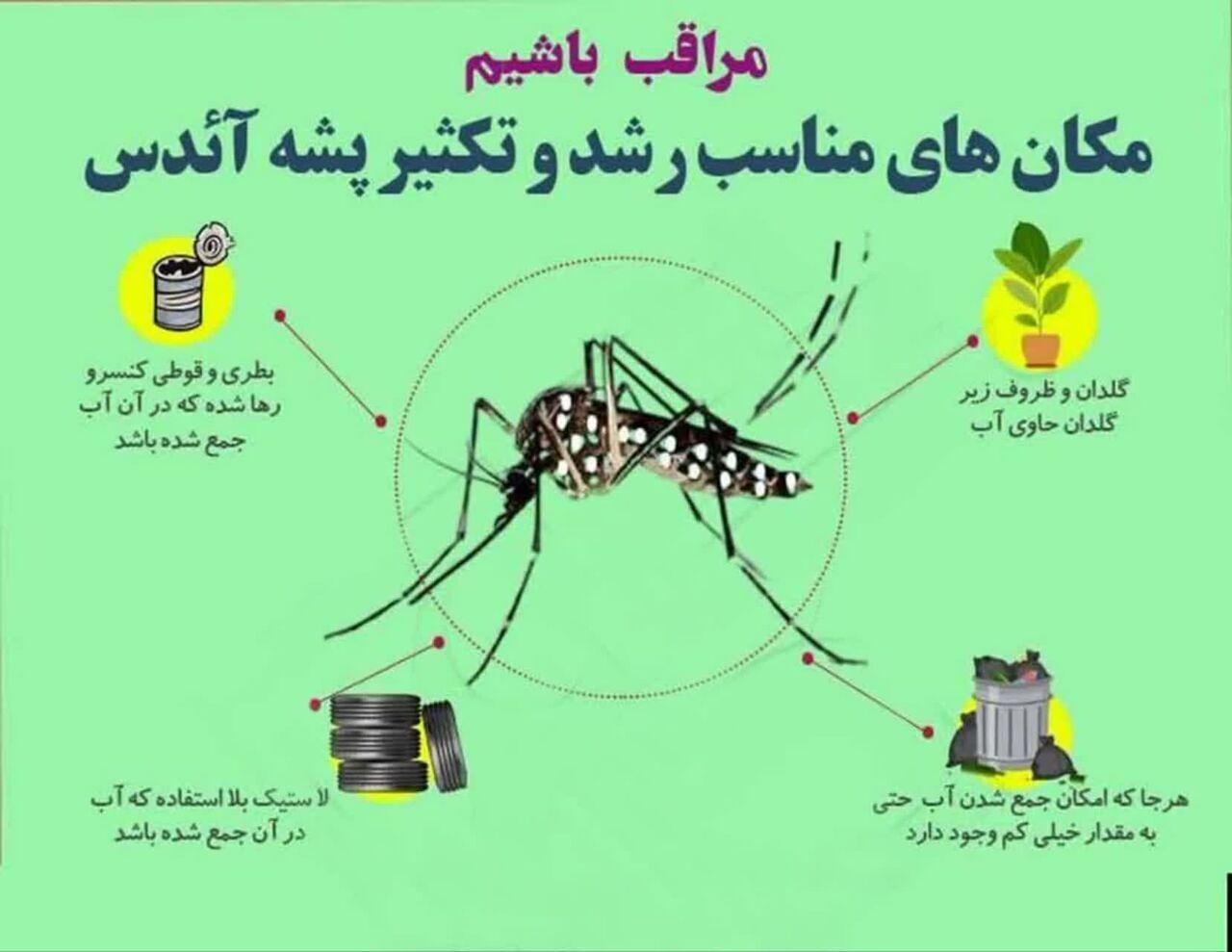 موردی از وجود پشه آئدس در یزد گزارش نشده اما باید آماده هر احتمالی باشیم پشه آئدس تب دنگی